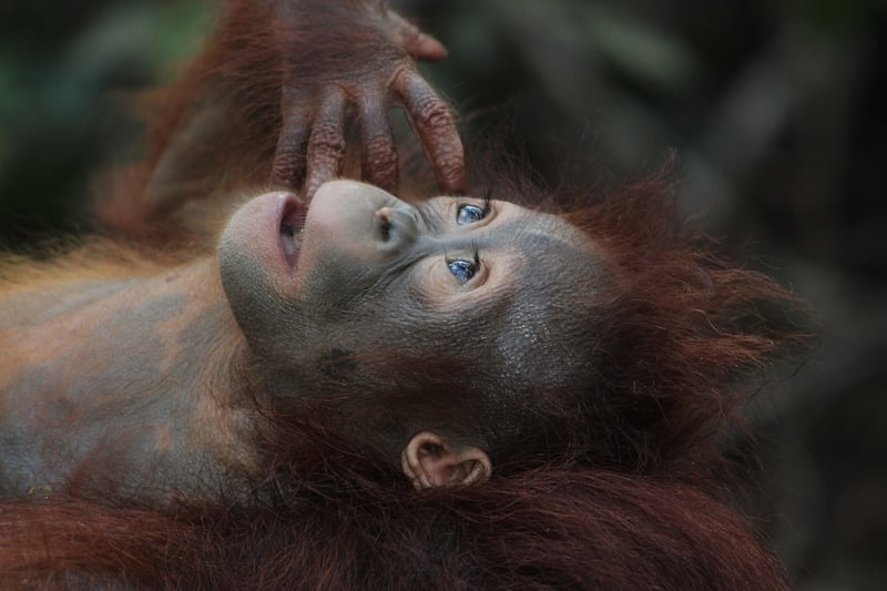 Borneo