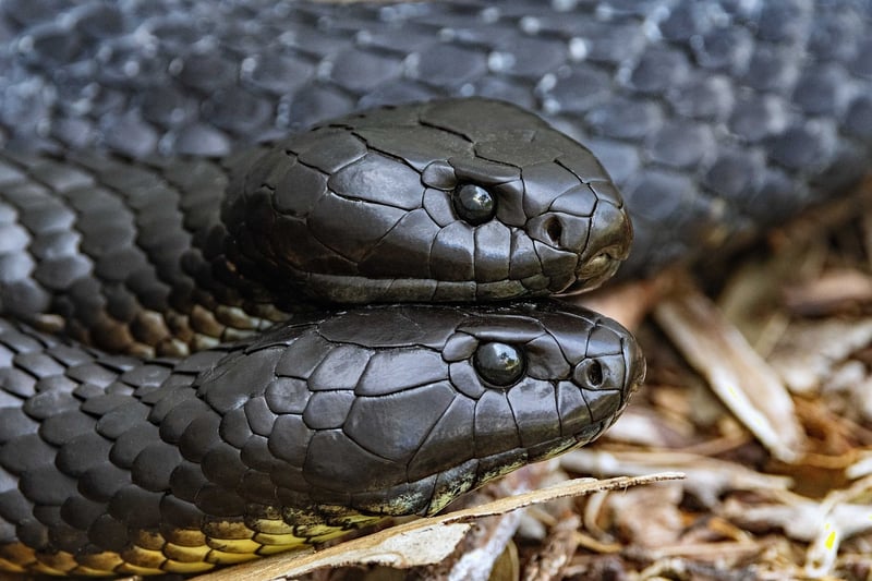 Tasmania